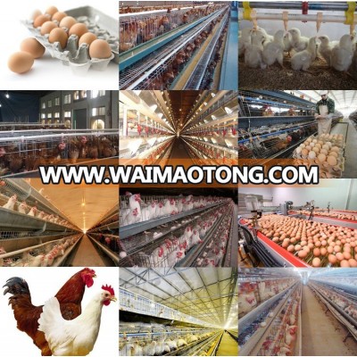 Broiler Poultry Farm Shed Design / Layer Egg Chicken Cage